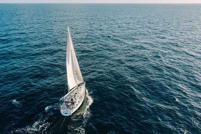 Tenerife 3-Hour Discover Whales and Dolphins - Who will enjoy Roulette most