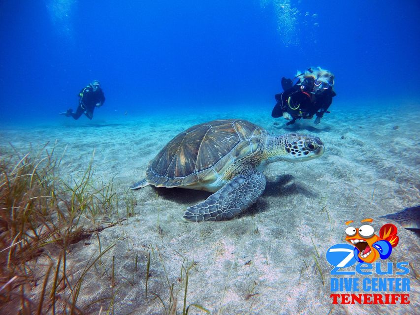 Tenerife: Abades Beach Beginner Diving Experience - Key points at a glance