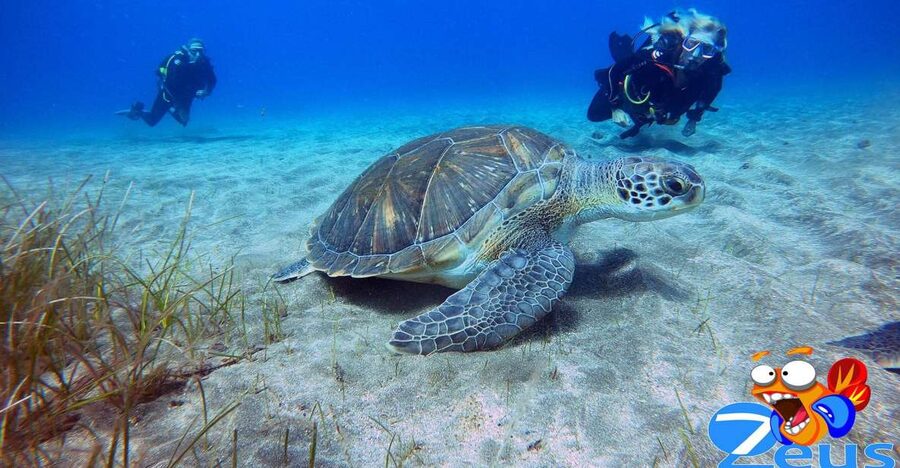 Tenerife: Abades Beach Beginner Diving Experience - Why Abades Bay works for a first scuba lesson
