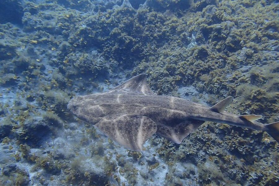 Tenerife: Abades Beach Beginner Diving Experience - Getting comfortable in the water