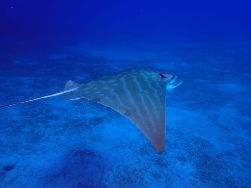 Tenerife: Abades Beach Beginner Diving Experience - Forty minutes among fish and rocky reef life