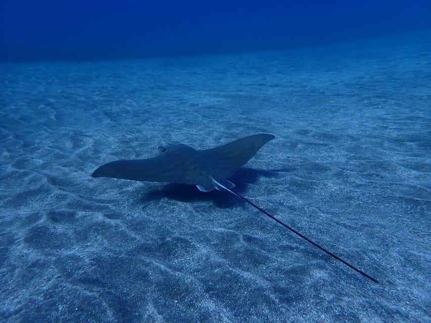 Tenerife: Abades Beach Beginner Diving Experience - Snorkeling adds a second look at Abades