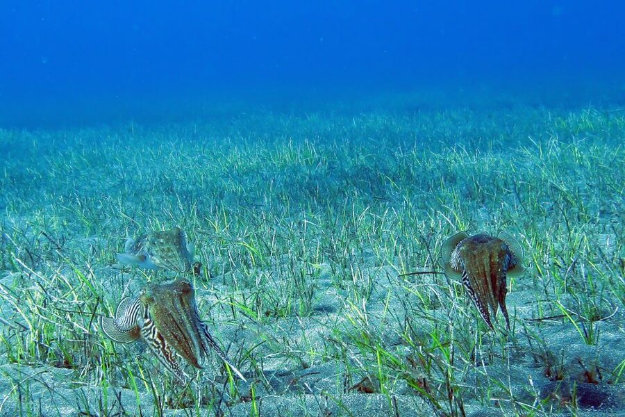 Tenerife: Abades Beach Beginner Diving Experience - Who should book this Abades experience