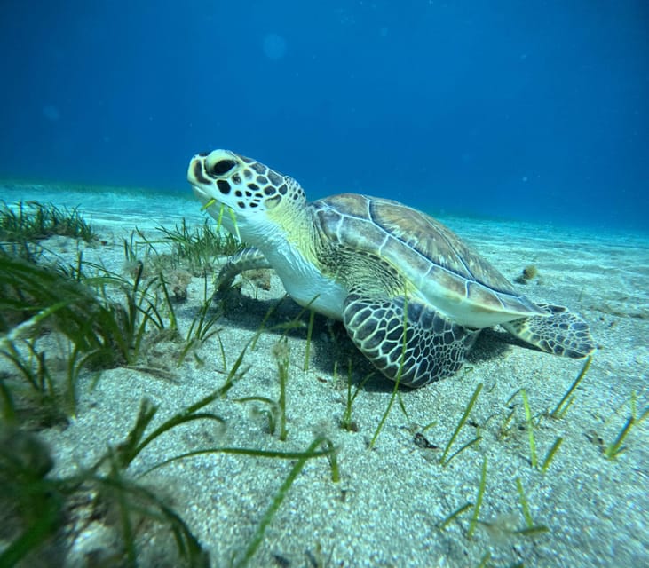 Tenerife: Abades Beach Beginner Diving Experience - Practical details that make the day easier