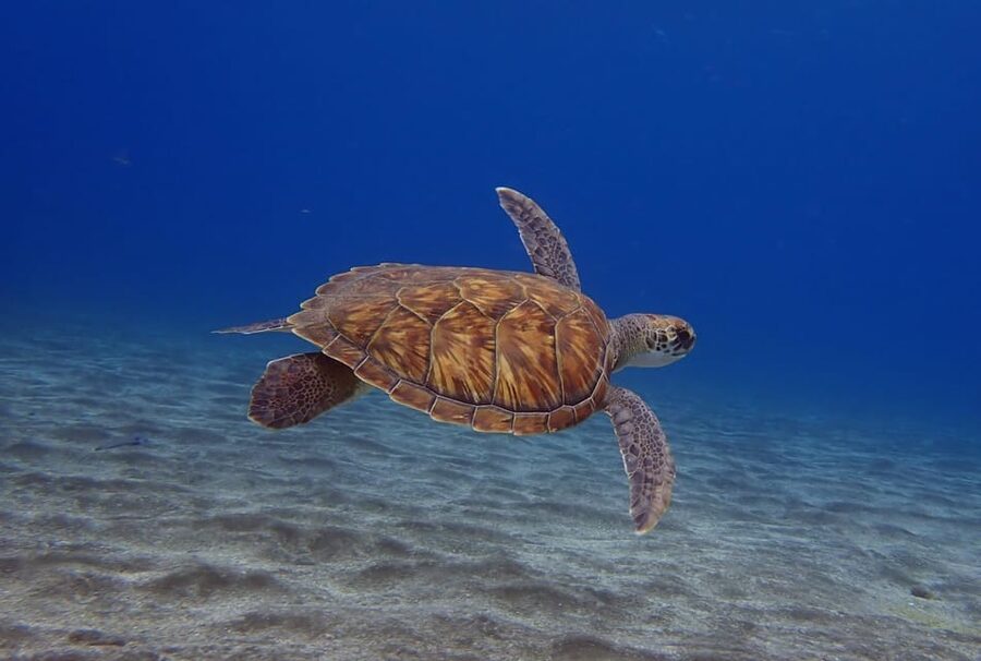 Tenerife: Abades Beach Beginner Diving Experience - The 30-minute briefing sets the tone