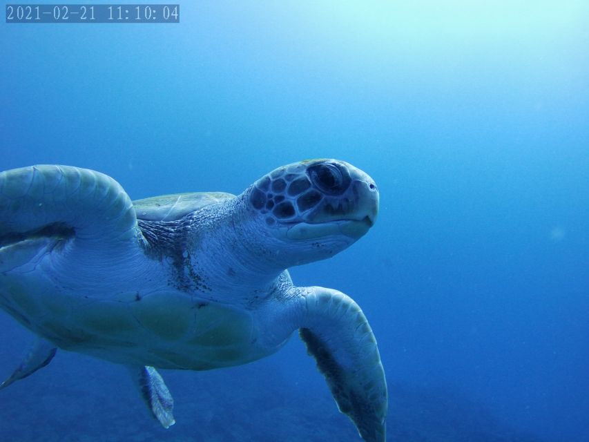 Tenerife: Beginner's Dive at a Spot with Turtle Sightings - Who should book this activity?