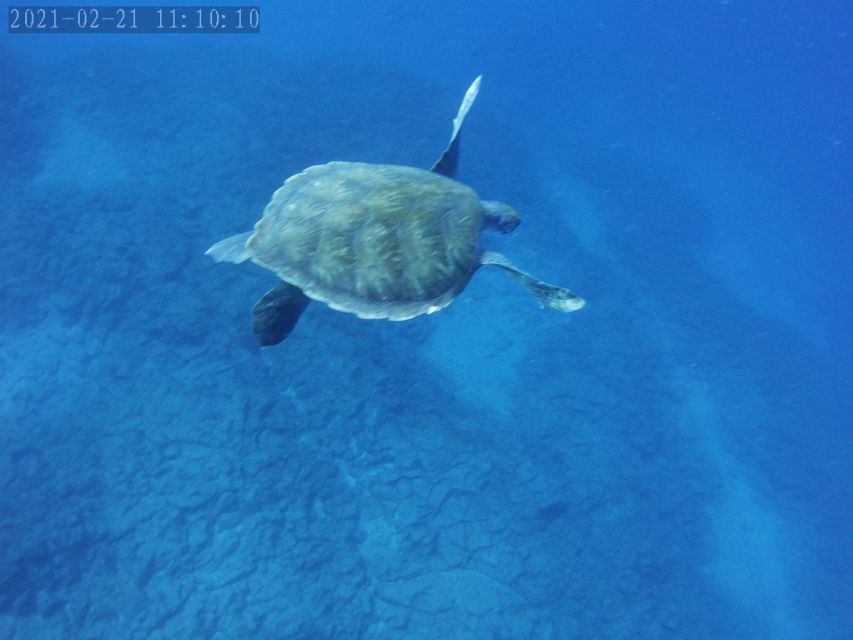 Tenerife: Beginner's Dive at a Spot with Turtle Sightings - Is $82 a good value?