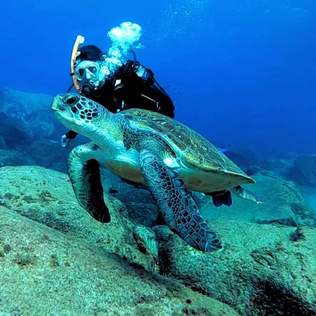 Tenerife: Beginners Scuba Dive Experience in Turtle Area - Key points to know before booking