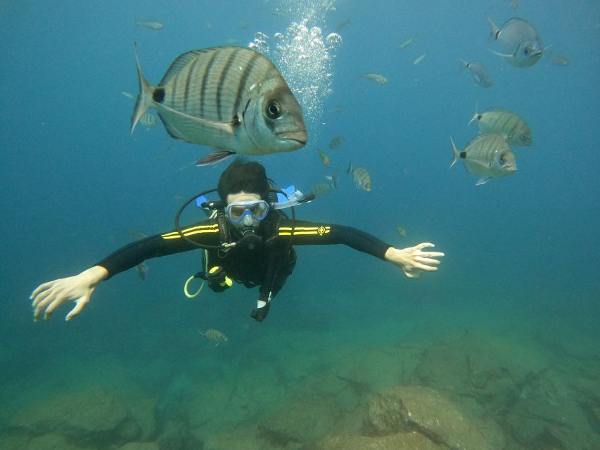 Tenerife: Beginners Scuba Dive Experience in Turtle Area - The 15-minute speedboat ride to the turtle area