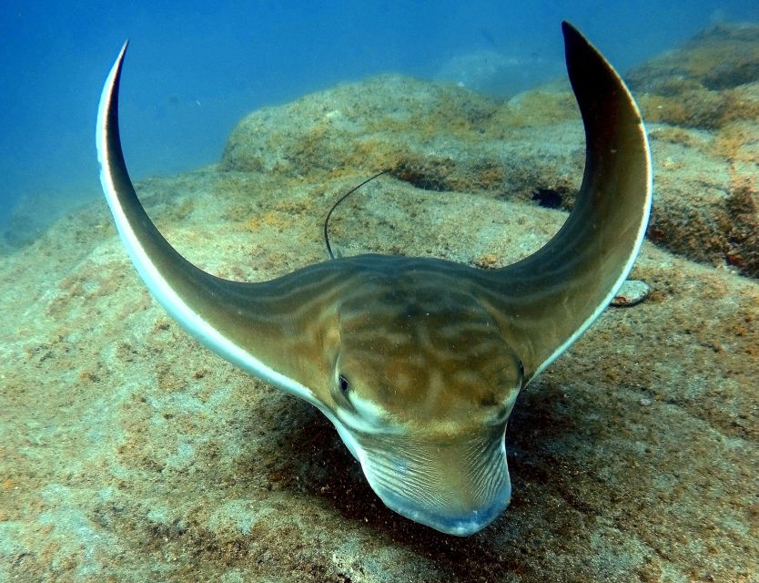 Tenerife: Beginners Scuba Dive Experience in Turtle Area - The 25-minute snorkeling safari