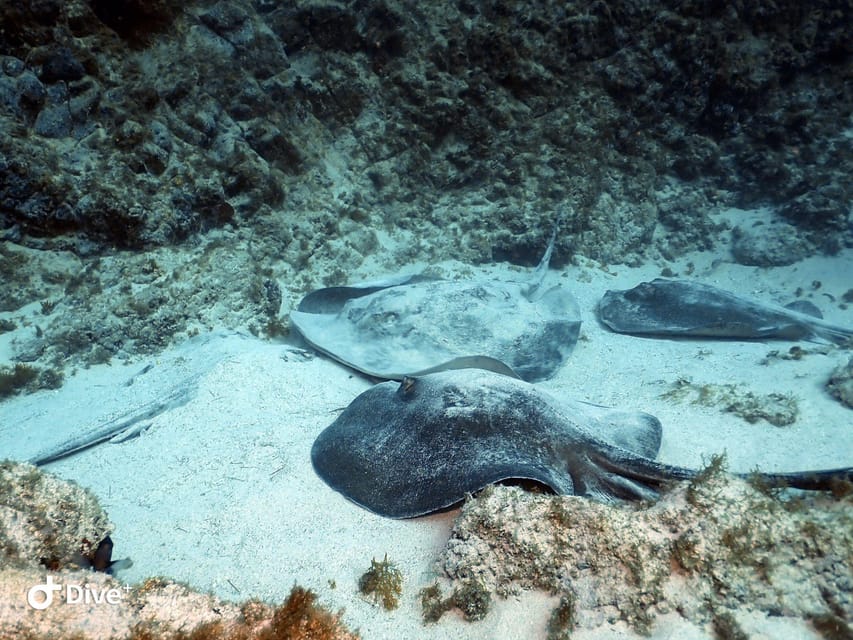 Tenerife: Beginners Scuba Dive Experience in Turtle Area - What the $85 price really covers