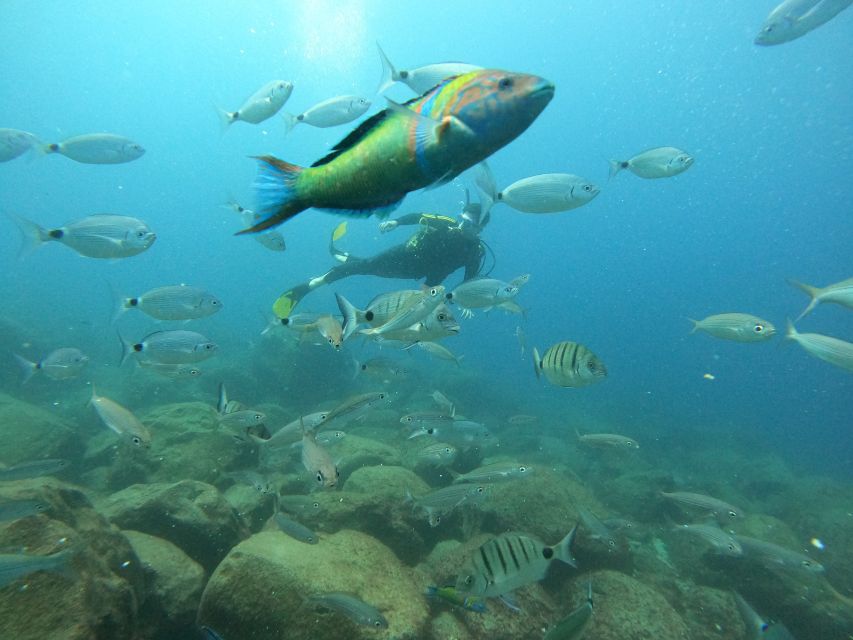 Tenerife: Beginners Scuba Dive Experience in Turtle Area - Who will get the most from this experience