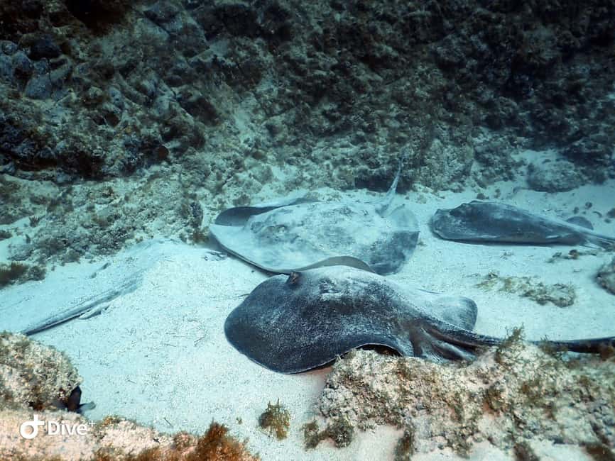 Tenerife: Beginners Scuba Dive Experience in Turtle Area - Small practical details that make a difference