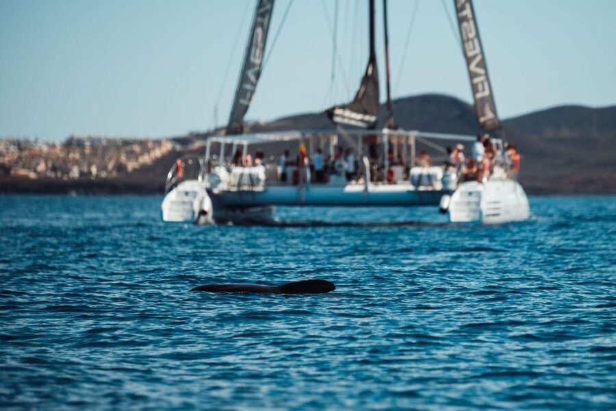 Tenerife: Catamaran Cruise with Brunch and Unlimited Drinks - What unlimited drinks really means