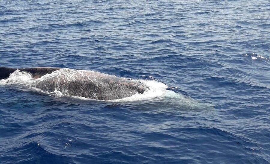 Tenerife: Eco-Yacht Whale and Dolphin Watching and Swimming - Should you book the Travelin Lady?
