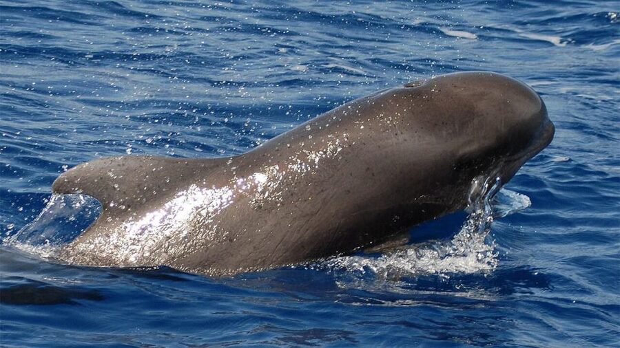 Tenerife: Eco-Yacht Whale and Dolphin Watching and Swimming - Setting out from Los Cristianos on the Travelin Lady