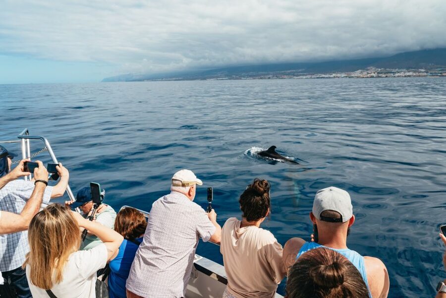Tenerife: Eco-Yacht Whale and Dolphin Watching and Swimming - Who will enjoy this 90-minute trip most