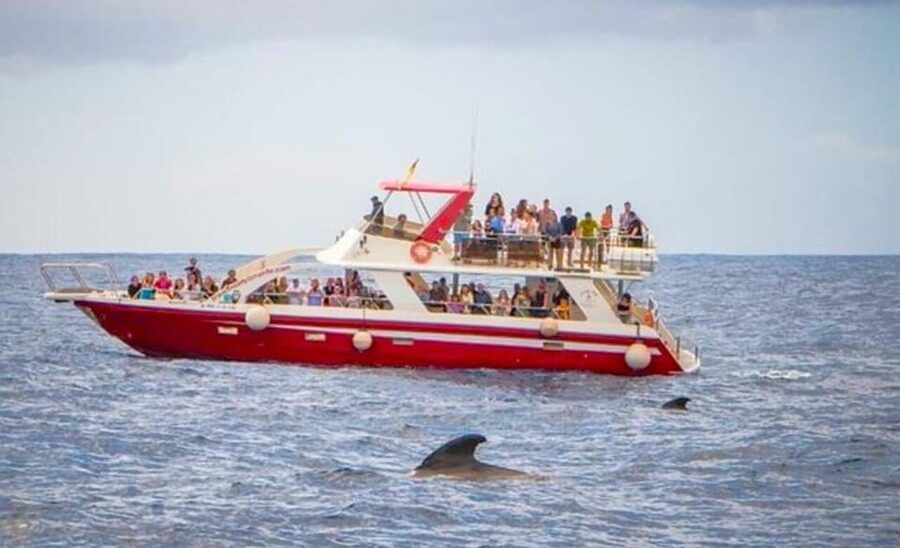 Tenerife: Eco-Yacht Whale and Dolphin Watching and Swimming - Booking and timing advice for Los Cristianos