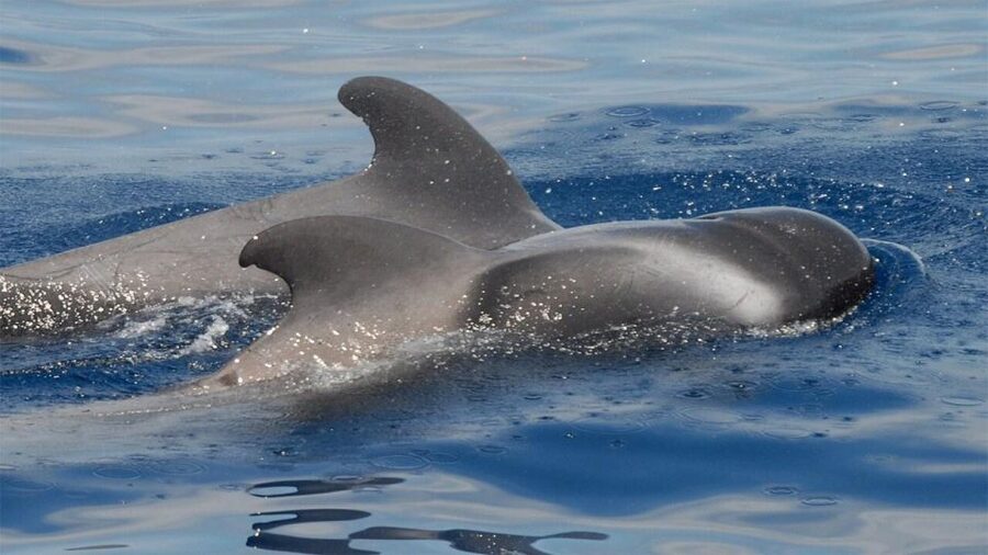 Tenerife: Eco-Yacht Whale and Dolphin Watching and Swimming - Whale watching without the chase