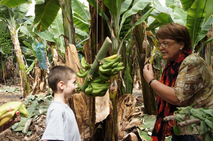 Tenerife: Finca Las Margaritas Banana Plantation Experience - Key points at a glance