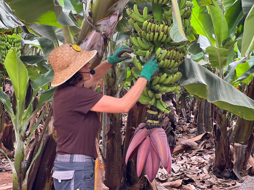Tenerife: Finca Las Margaritas Banana Plantation Experience - Why a banana plantation belongs on your Tenerife list