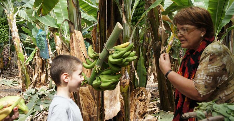 Tenerife: Finca Las Margaritas Banana Plantation Experience - The guided walk: cultivation, history, and plenty of questions