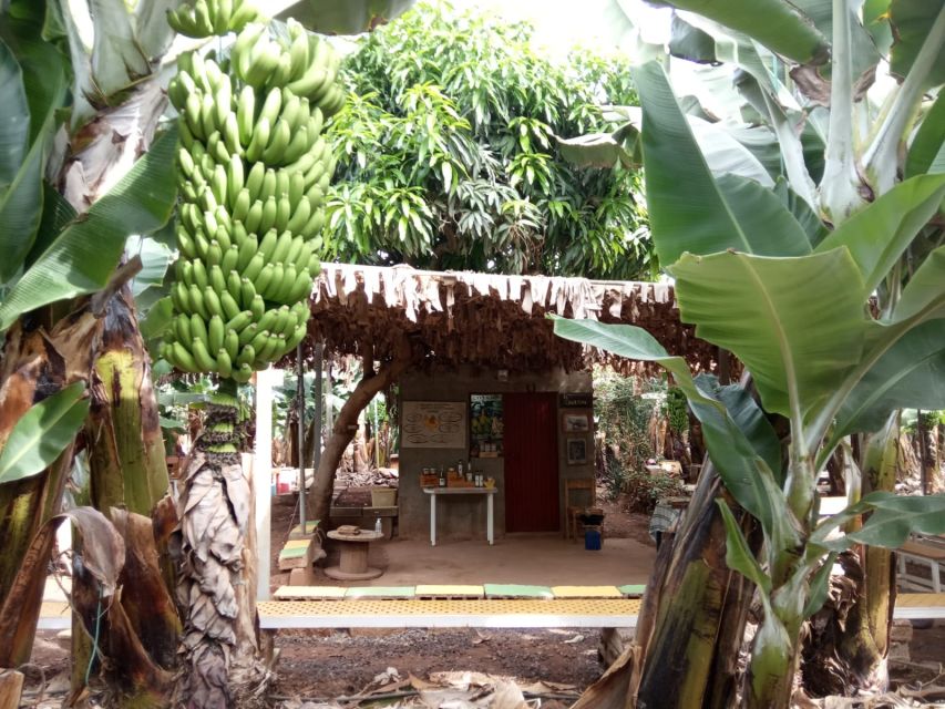 Tenerife: Finca Las Margaritas Banana Plantation Experience - Entering Finca Las Margaritas