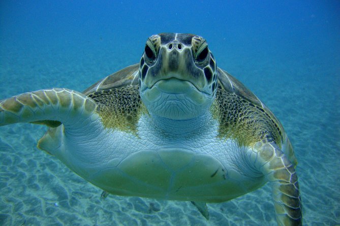Tenerife First Time Scuba Dive – Turtle Habitat, Small Groups - Why small groups matter for first-timers