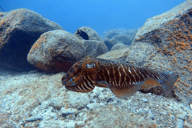 Tenerife First Time Scuba Dive – Turtle Habitat, Small Groups - Equipment, photos, and practical value