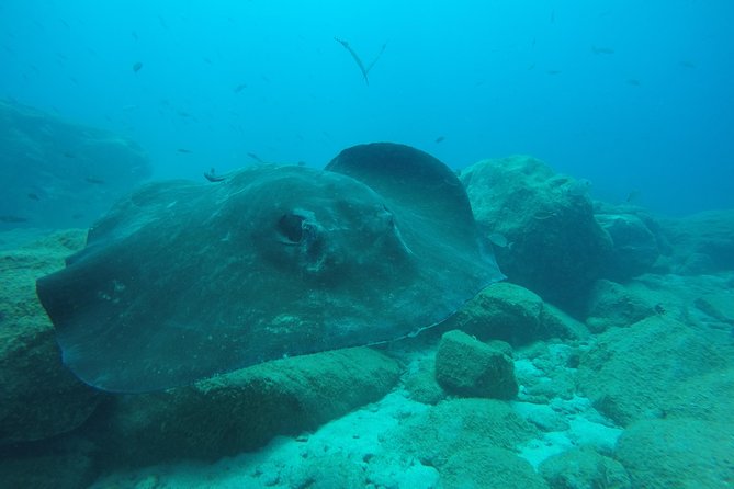 Tenerife First Time Scuba Dive – Turtle Habitat, Small Groups - Age, health, and timing rules