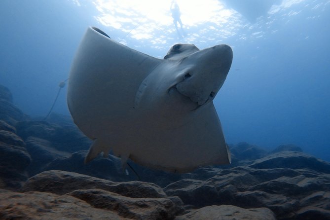 Tenerife First Time Scuba Dive – Turtle Habitat, Small Groups - Weather, cancellation, and choosing your date