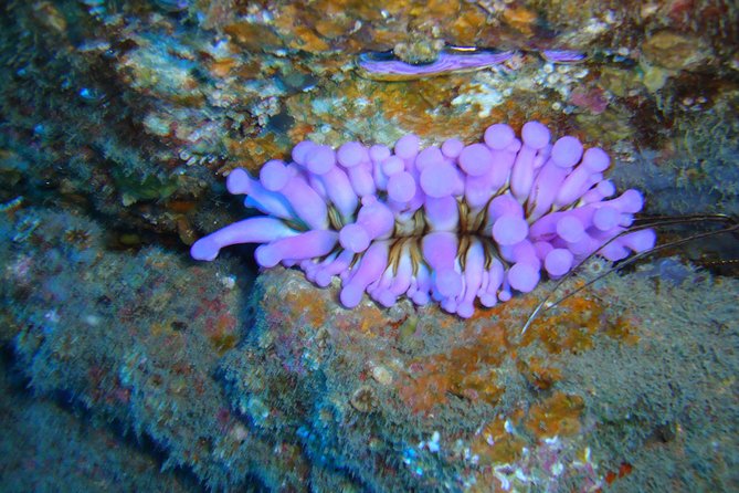 Tenerife First Time Scuba Dive – Turtle Habitat, Small Groups - What the 25 to 30-minute scuba session feels like