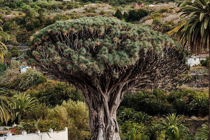 Tenerife Grand Tour: including Teide National Park and Masca - How to make the day work better