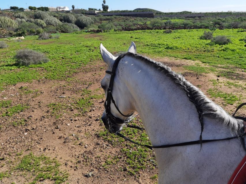 Tenerife: Horseback Ride with Instructor - Is $47 a fair price?