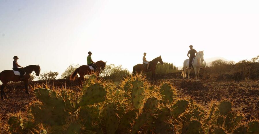 Tenerife: Horseback Ride with Instructor - The one-hour ride: a gentle introduction