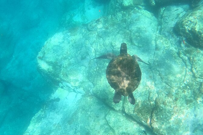 Tenerife: Kayak and snorkel with marine life safari - Along the cliffs toward the Cave of Pal Mar
