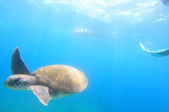 Tenerife: Kayak and snorkel with marine life safari - What the $42.34 price really covers