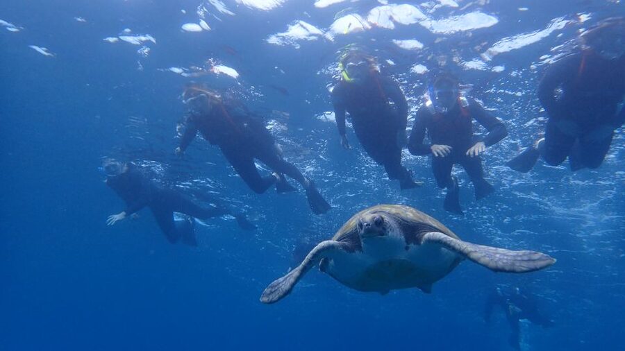 Tenerife: Kayak and Snorkel with Turtles, Wetsuits Included - What this Tenerife kayak trip is really like