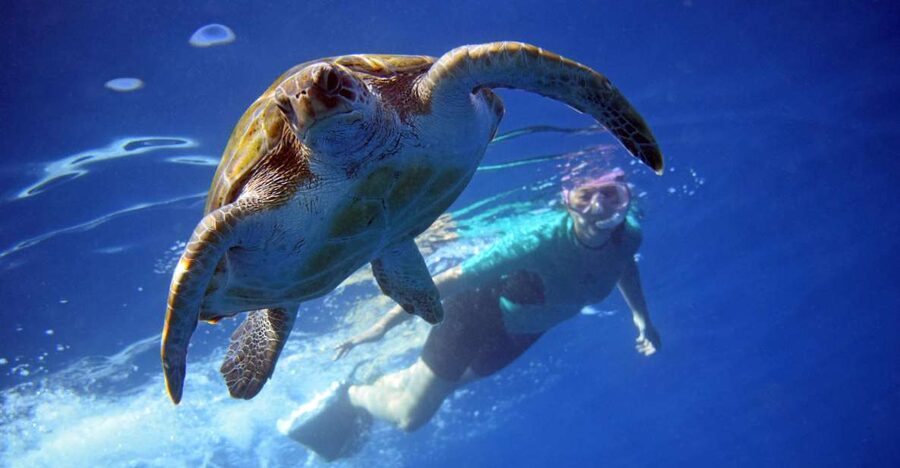 Tenerife: Kayak and Snorkel with Turtles, Wetsuits Included - The 15-minute safety briefing