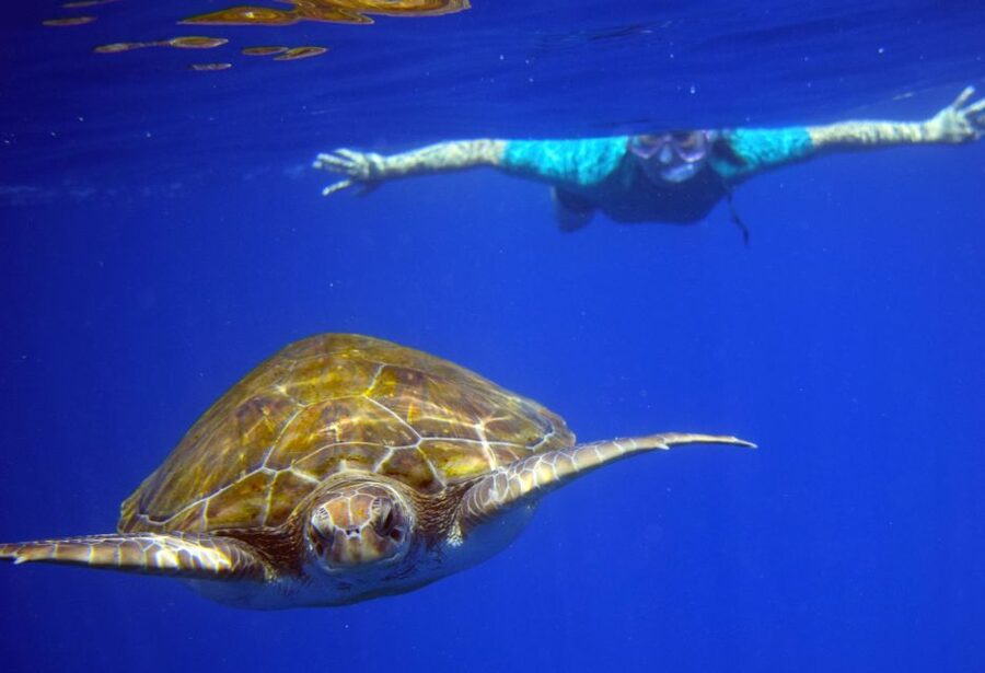 Tenerife: Kayak and Snorkel with Turtles, Wetsuits Included - Paddling from Playa de Los Cristianos