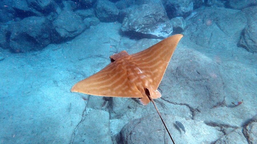 Tenerife: Kayak and Snorkel with Turtles, Wetsuits Included - Snorkeling in a bay reached only by boat