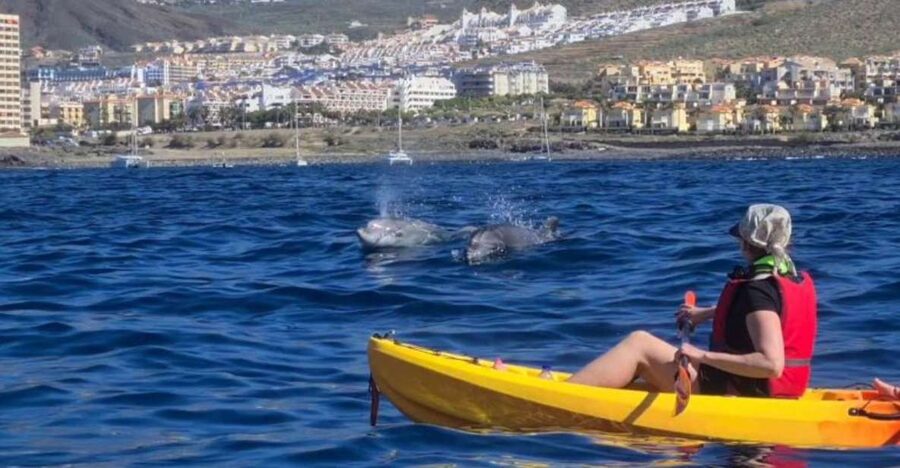 Tenerife: Kayak Safari and Sea Turtle Snorkeling with Photos - Key points to know before you book
