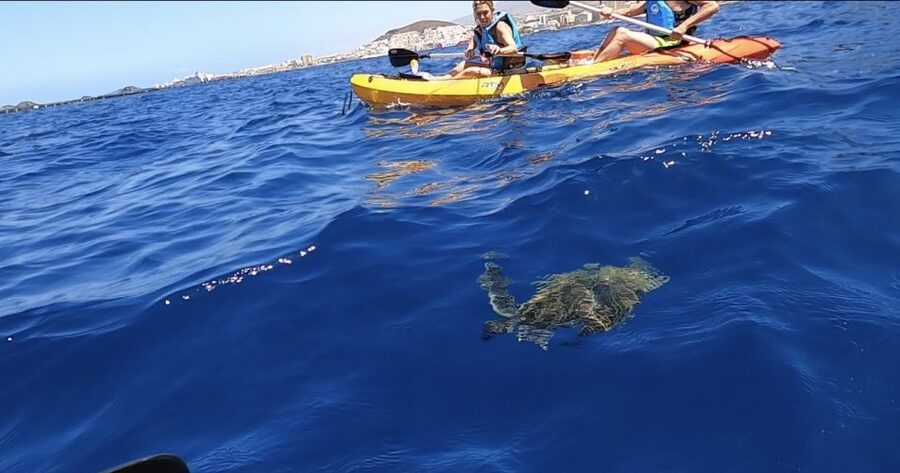 Tenerife: Kayak Safari and Sea Turtle Snorkeling with Photos - Paddling out from Los Cristianos