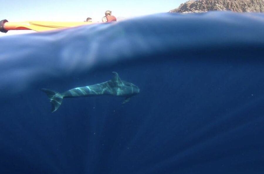 Tenerife: Kayak Safari and Sea Turtle Snorkeling with Photos - Looking for turtles and dolphins without a motor