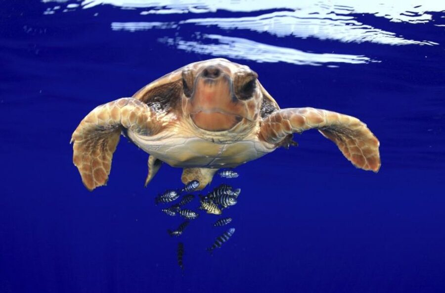 Tenerife: Kayak Safari and Sea Turtle Snorkeling with Photos - A sunset pause on the water
