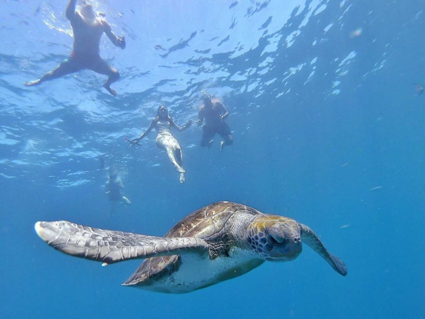 Tenerife: Kayak Safari and Sea Turtle Snorkeling with Photos - How hard is the kayaking?