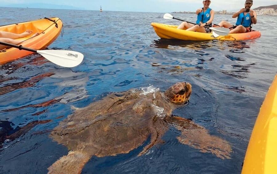 Tenerife: Kayak Safari and Sea Turtle Snorkeling with Photos - Along the Guaza cliffs and protected coast