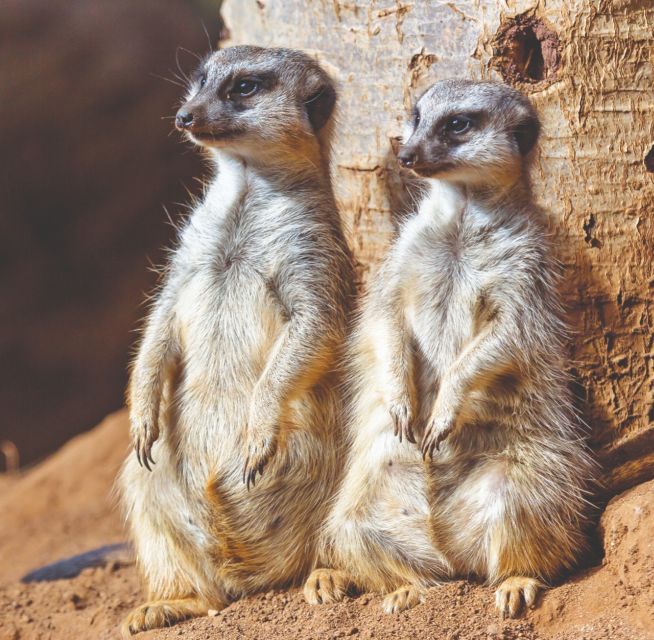 Tenerife: Loro Parque Entry Ticket - The Penguin Centre and Aquarium Are Essential Stops