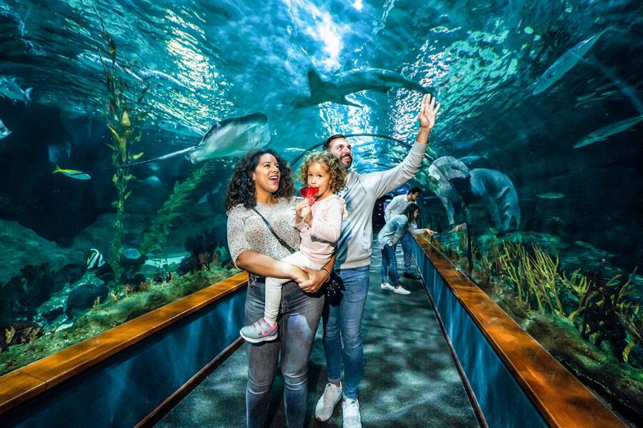 Tenerife: Loro Parque Entry Ticket - Food, Lunch, and Daily Comforts