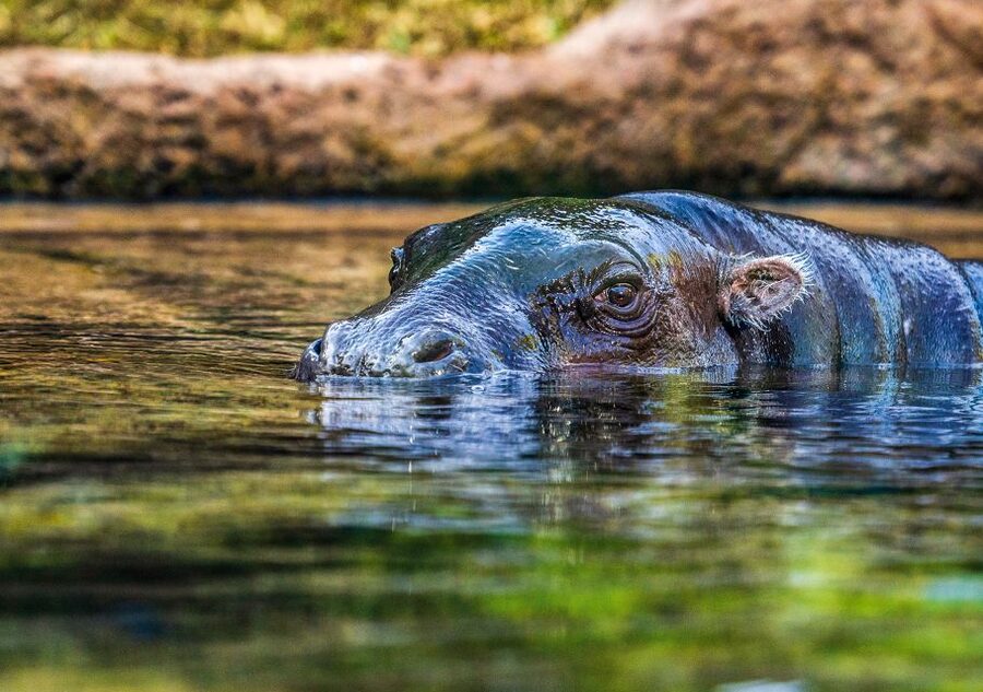 Tenerife: Loro Parque Entry Ticket - What the $52 Ticket Is Worth